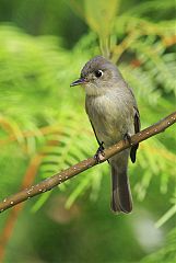 Cuban Pewee